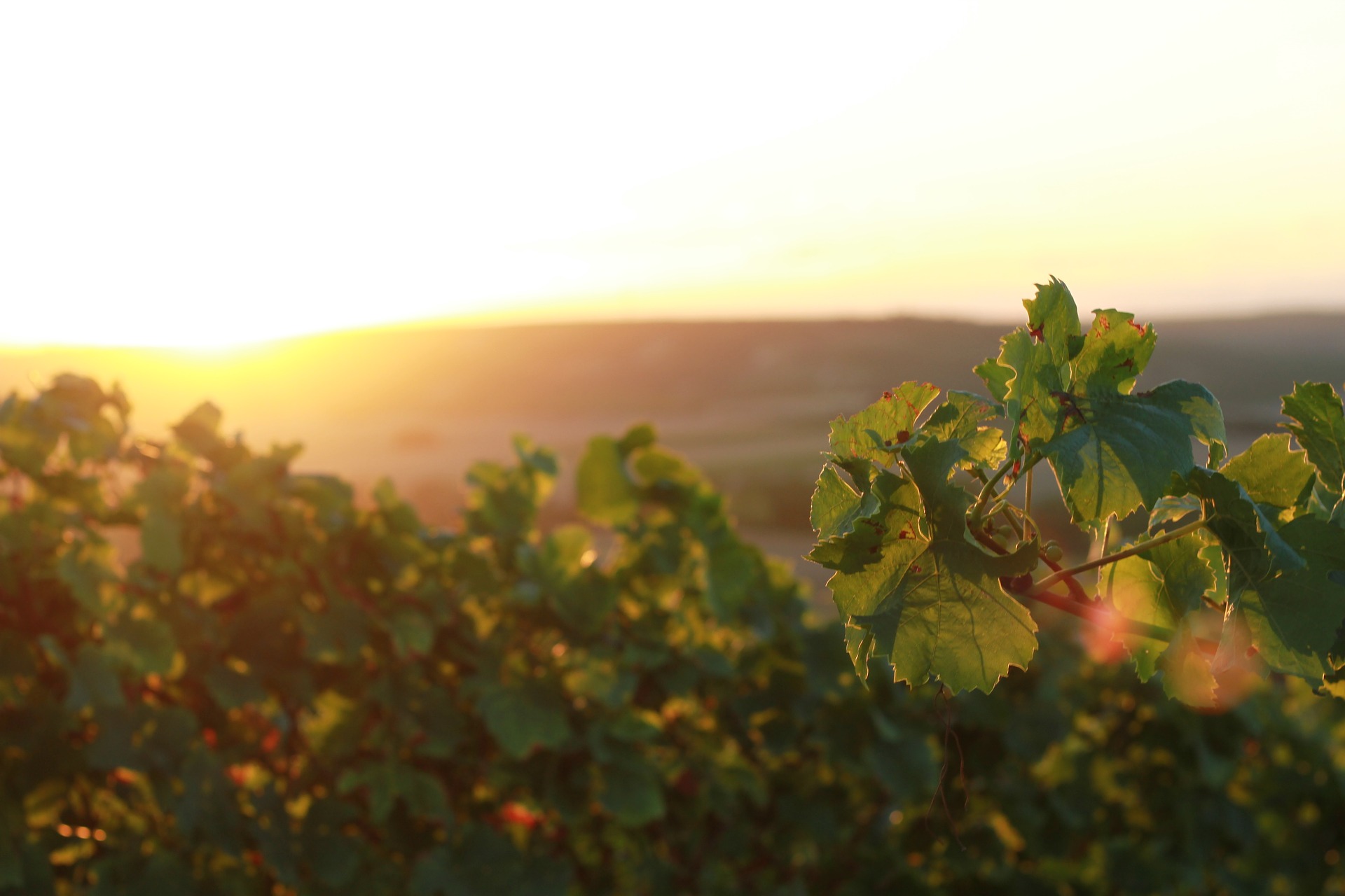 Vineyard at sunrise